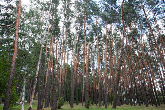 Pine grove of many tall trees, blue sky with clouds during the day, as a textured background image for the decoration of your design or illustrations.