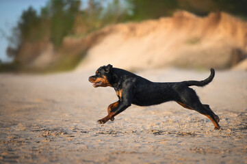 young rottweiler dog running on the beach