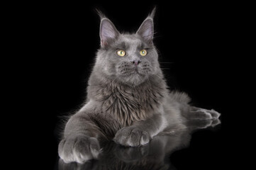 Fototapeta na wymiar grey maine coon cat close up portrait on black background