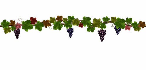 grape, grapevine, seamless, border