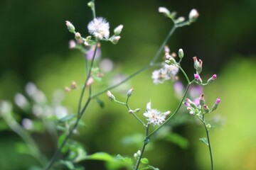 flowers in the grass
