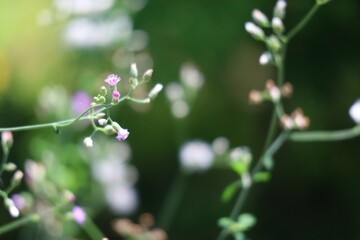 dew on a flower
