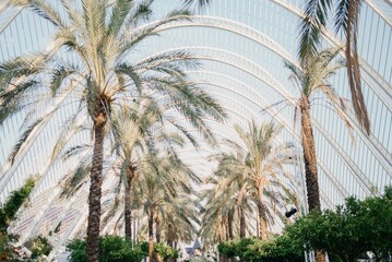 Avenue of palm trees in the modern urban space at sunset in Spain.