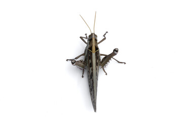 A macro-photo of a beautiful grasshoppersolated on the white background.