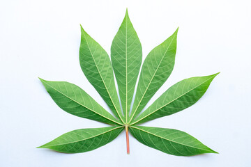 Back cassava leaf isolated on white background