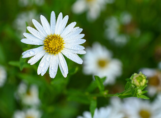 Fototapeta premium Beautiful close-up of kalimeris incisa flower
