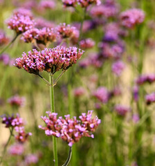Beautiful close-up of verbena bonariensis, Belgium