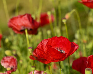 Obraz premium Beautiful close-up of papaver rhoeas flower