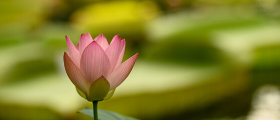 Obraz premium Beautiful close-up of nelumbo nucifera