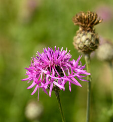 Beautiful close-up of centaurea scabiosa flower