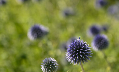 Beautiful close-up of echinops ritro