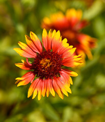 Beautiful close-up of gaillardia pulchella flower