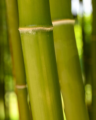 Fototapeta premium Beautiful close-up of phyllostachys, Belgium