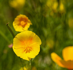 Beautiful close-up of eschscholzia california flower, Belgium