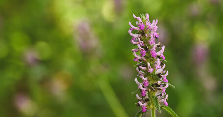 Beautiful close-up of stachys officinalis flower