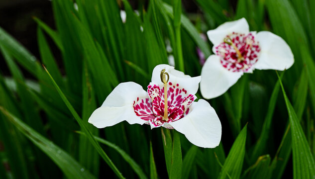 Beautiful close-up of tigridia pavonia flower