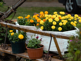 flowers in a garden