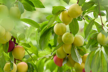 Young fruits of a Japanese plum tree, on the branch
