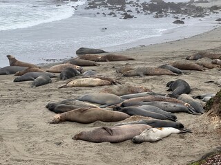 Highway 1 Elephant Seal Vista Point California USA