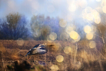migratory geese flock in the spring in the field