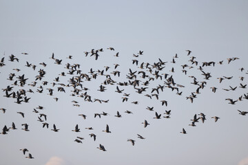 geese flock against the sky freedom wildlife birds