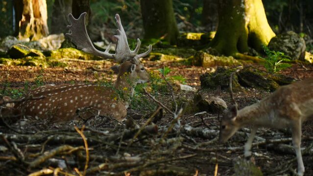 Male fallow deer, buck with antlers in natural environment. Deer Dama dama. Vision Park in Auberive region, France. Slow motion