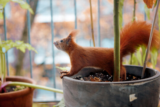 Side view of red squirrel standing on plant pot on balcony.