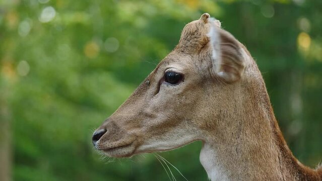 Young male fallow deer in natural environment. Deer Dama dama. Vision Park in Auberive region, France. Slow motion