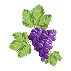 Fototapeta premium A brush of dark, appetizing grapes with green leaves isolated on a white background.Vector illustration of berries can be used in wineries,textiles,juice packs.