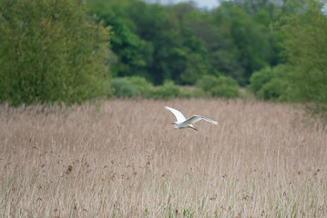 Lovely image of beautiful graceful Great White Egret Ardea Alba in flight over Somerset Levels wetlands during Spring sunshine