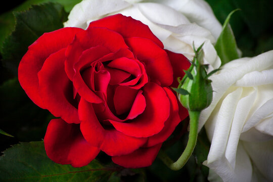 Red and white rose flower with dark green bud and leaves Close up background. Bright rose flower photo. Rosa bloom.