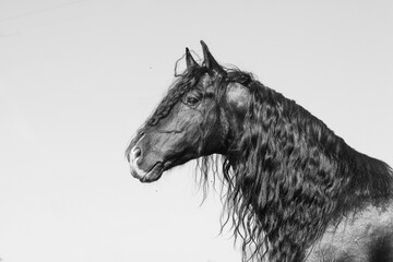 Beautiful andalusian stallion portrait - 518915235