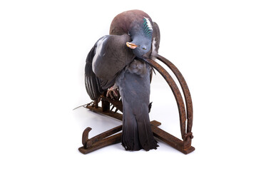 Iron trap for predator. Pigeon trapped by accident. Old fashion way. - obrazy, fototapety, plakaty