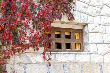 Ancient building window with wooden lattice. Stone wall braided with curly stems of girlish grapes. Autumn background.