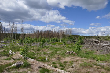 Borkenkäferflächen im Frankenwald