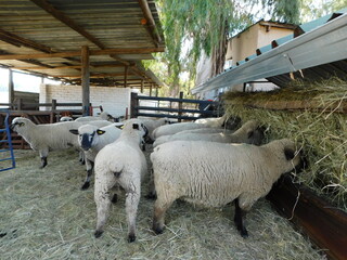 A group of Hampshire Down Ewe sheep standing next to each other in a row while eating hay from a metal hay rack with one sheep standing sideways behind them