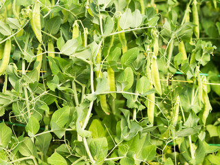 Fresh bright green pea pods on pea plants, peas grow on the beds in the vegetable garden
