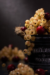 White currants and red gooseberries in an iron bucket on a dark table. Harvest of white currants and red gooseberries, still life with simulated sunlight.
