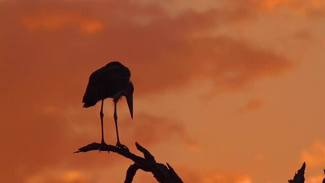 Marabou stork silhouette at sunset in Kruger National park, South Africa ; Specie Leptoptilos crumenifer family of Ciconiidae