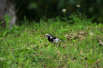芋虫を捕まえたハクセキレイ