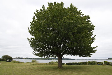 tree in the park