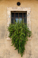 Fototapeta na wymiar A beautiful typical Italian window with steel bar on a yellow plastered wall with a Rosemary plant in the village of Colognola ai Colli, Verona, Italy.