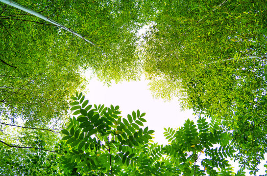 view of the trees in the forest from below