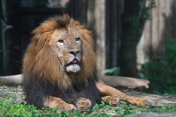 到津の森公園「ライオン」