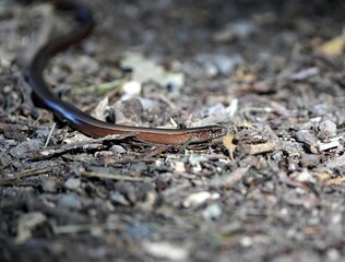 The slow worm (Anguis fragilis) is a reptile native to western Eurasia.