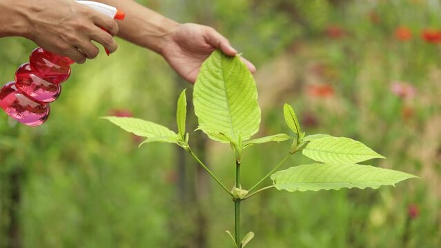 Man's hand caring for hut leaves in the outdoor garden Growing with green leaves. Kratom leaves are medicinal herbs. Chewed or boiled to drink to nourish and cure diseases.