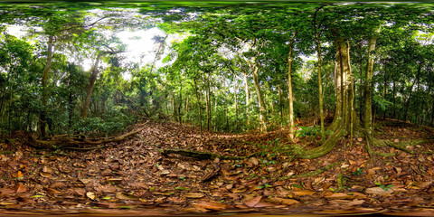 Tropical forest with lush vegetation in Sri Lanka. 360-Degree view.