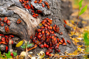 Red beetles. A flock of beetles sits on a stump. insects in the sun.