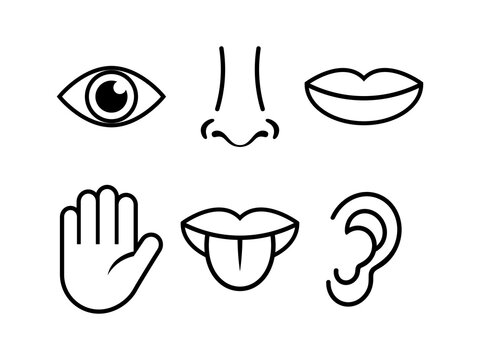Human body parts simple outline icon set vector. Five human senses icons isolated on a white background. Eye, nose, ear, mouth, hand graphic design element