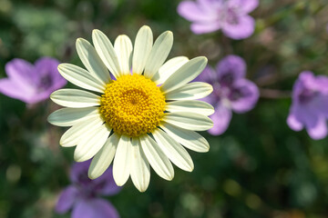 Obraz premium Wildblumen